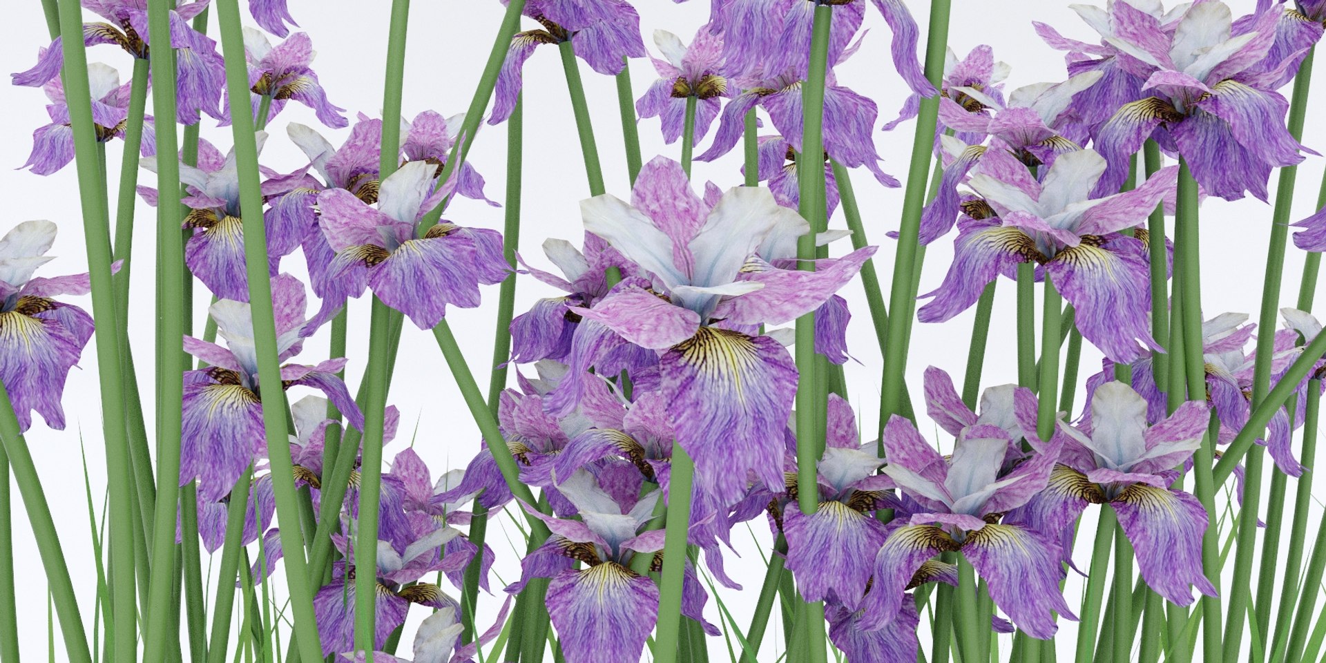 3D iris sibirica charming billy model https://p.turbosquid.com/ts-thumb/0F/CMwvmF/C6GvLjrt/preview_5/jpg/1574950438/1920x1080/fit_q87/8a336956e8000653b61347d2be4bb59fe11ac347/preview_5.jpg
