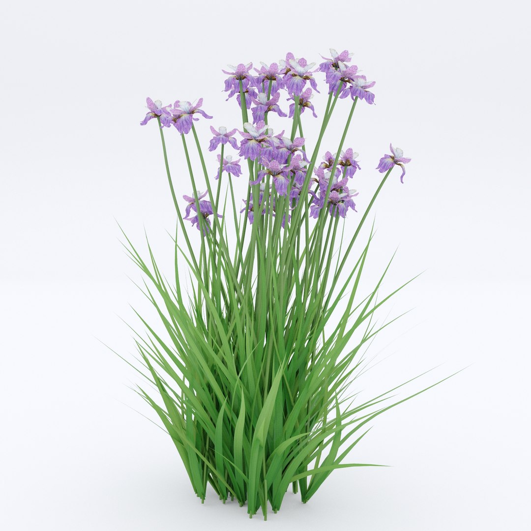 3D iris sibirica charming billy model https://p.turbosquid.com/ts-thumb/0F/CMwvmF/Tz41Yakv/preview_4/jpg/1574948350/1920x1080/fit_q87/817d4edc11d223377faac71feb29654115c2f827/preview_4.jpg