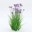 Iris sibirica Charming Billy
