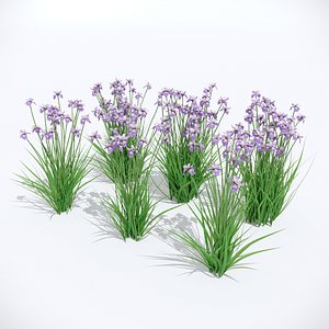 Iris sibirica Charming Billy