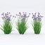 Iris sibirica Charming Billy