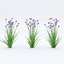 Iris sibirica Charming Billy