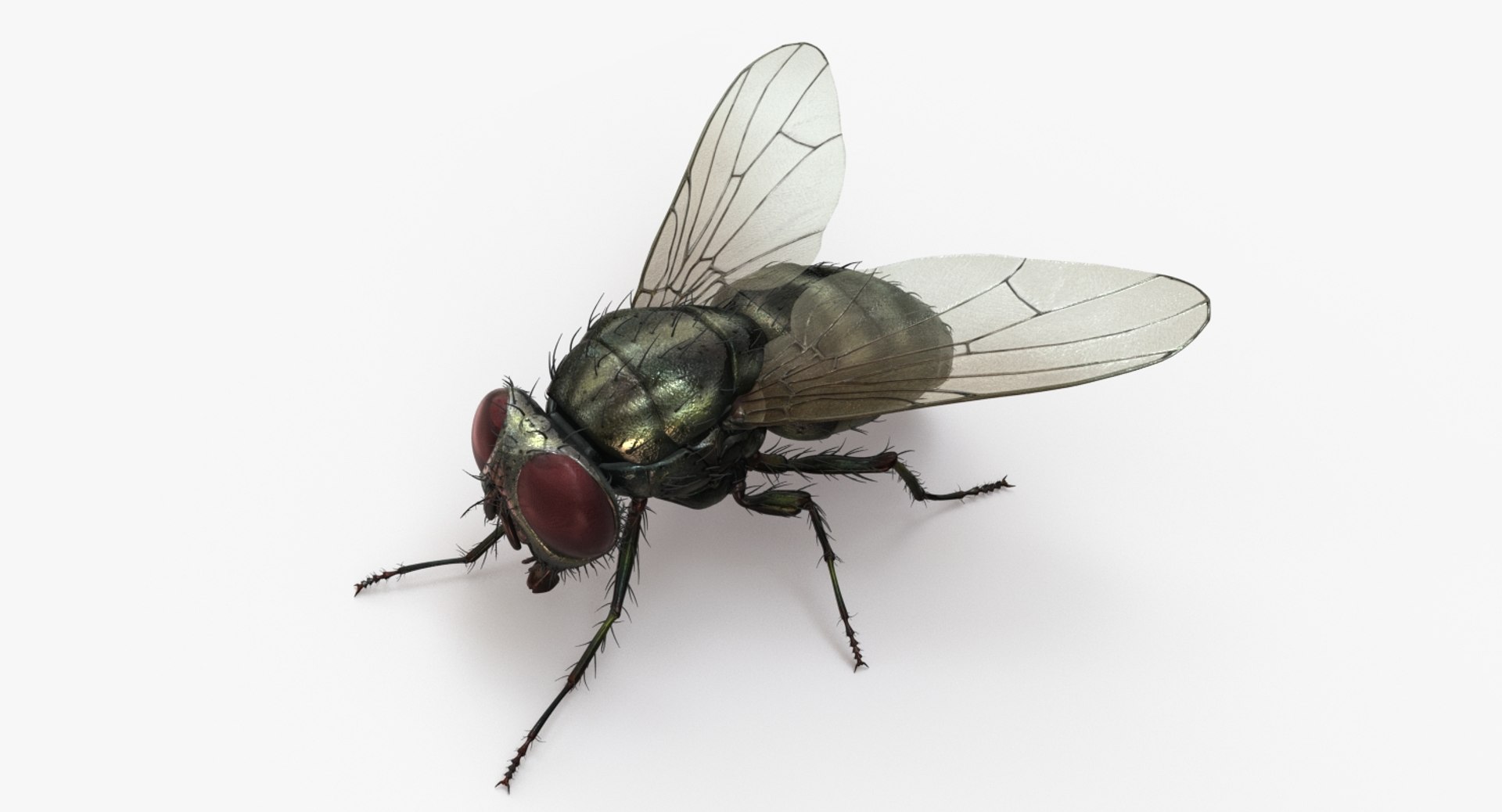 Fly 3d model