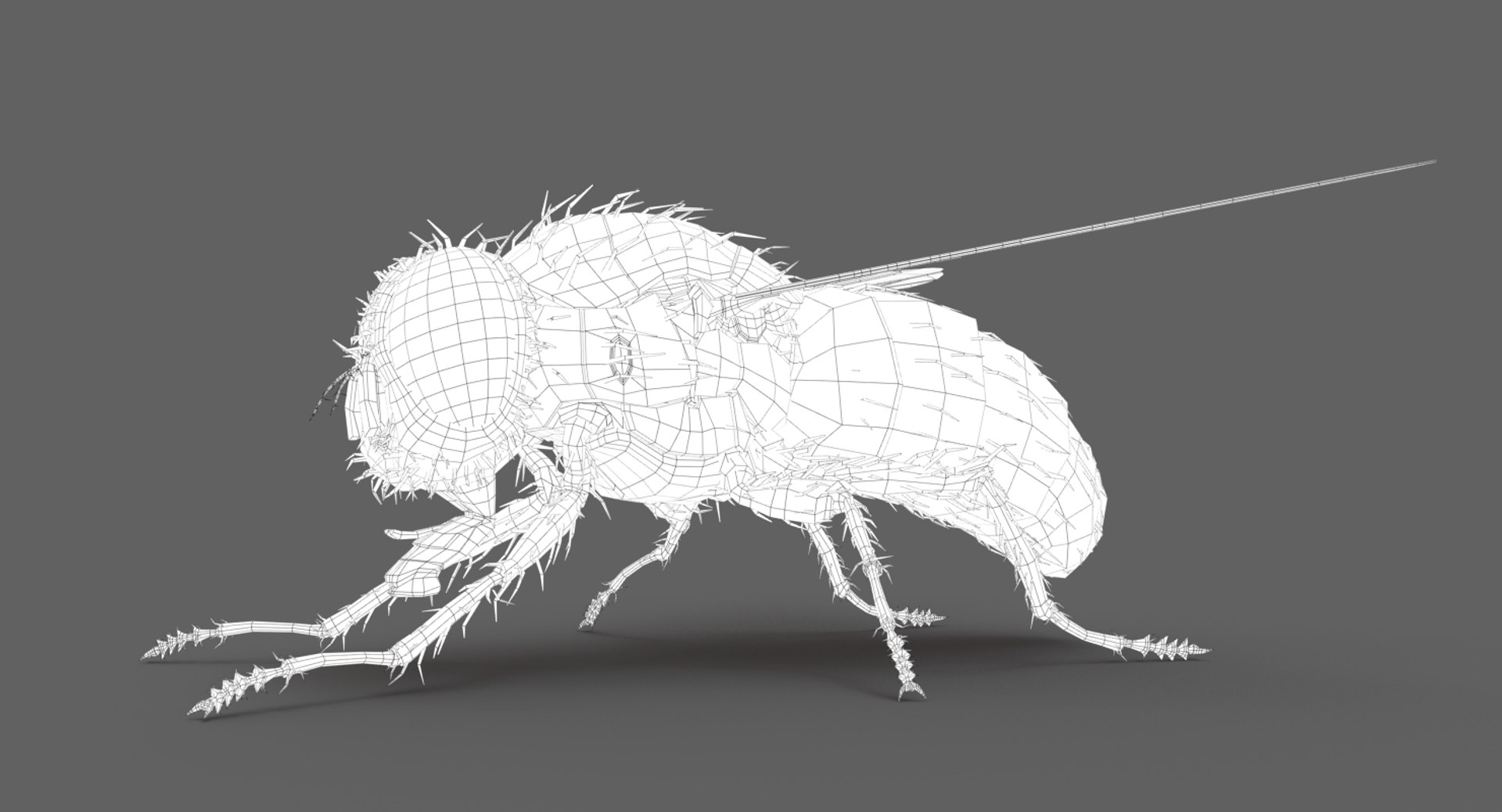Housefly Animation 2 3D Model - TurboSquid 1343132