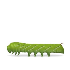 caterpilar8