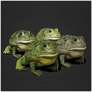 pixie frog 3D model