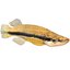 Poisson Topminnow à taches noires