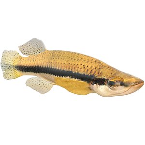 Blackspotted Topminnow fish