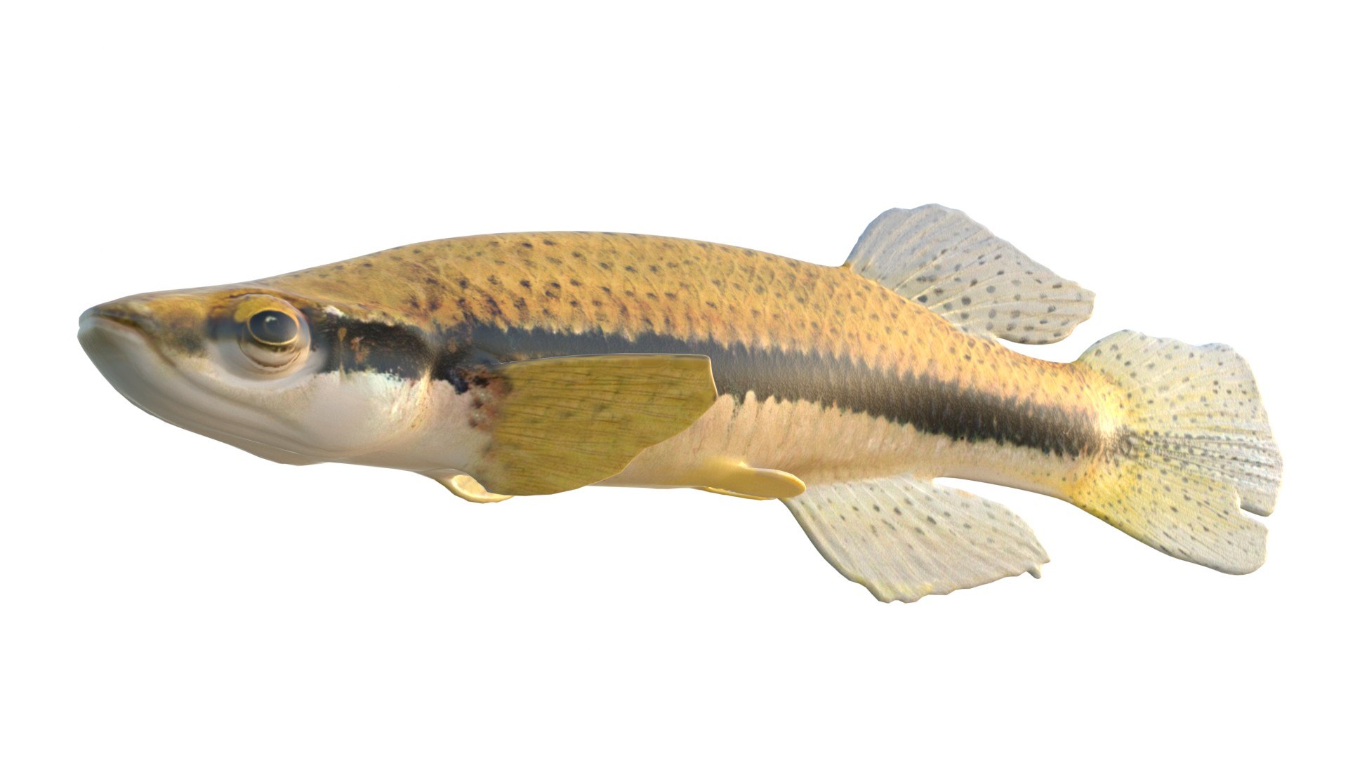 3D Blackspotted Topminnow fish model https://p.turbosquid.com/ts-thumb/0F/R1Kprw/al/1/jpg/1767713373/1920x1080/fit_q87/0508cd2985a465cf2cadfd2c4fd2c1c671465f3d/1.jpg