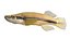Poisson Topminnow à taches noires
