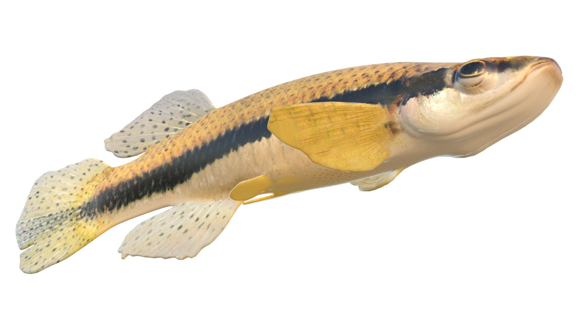 3D Blackspotted Topminnow fish model https://p.turbosquid.com/ts-thumb/0F/R1Kprw/nD/5/jpg/1767713375/1920x1080/fit_q87/9460d863769588e9acaf76dd79a867f7eaac6f35/5.jpg