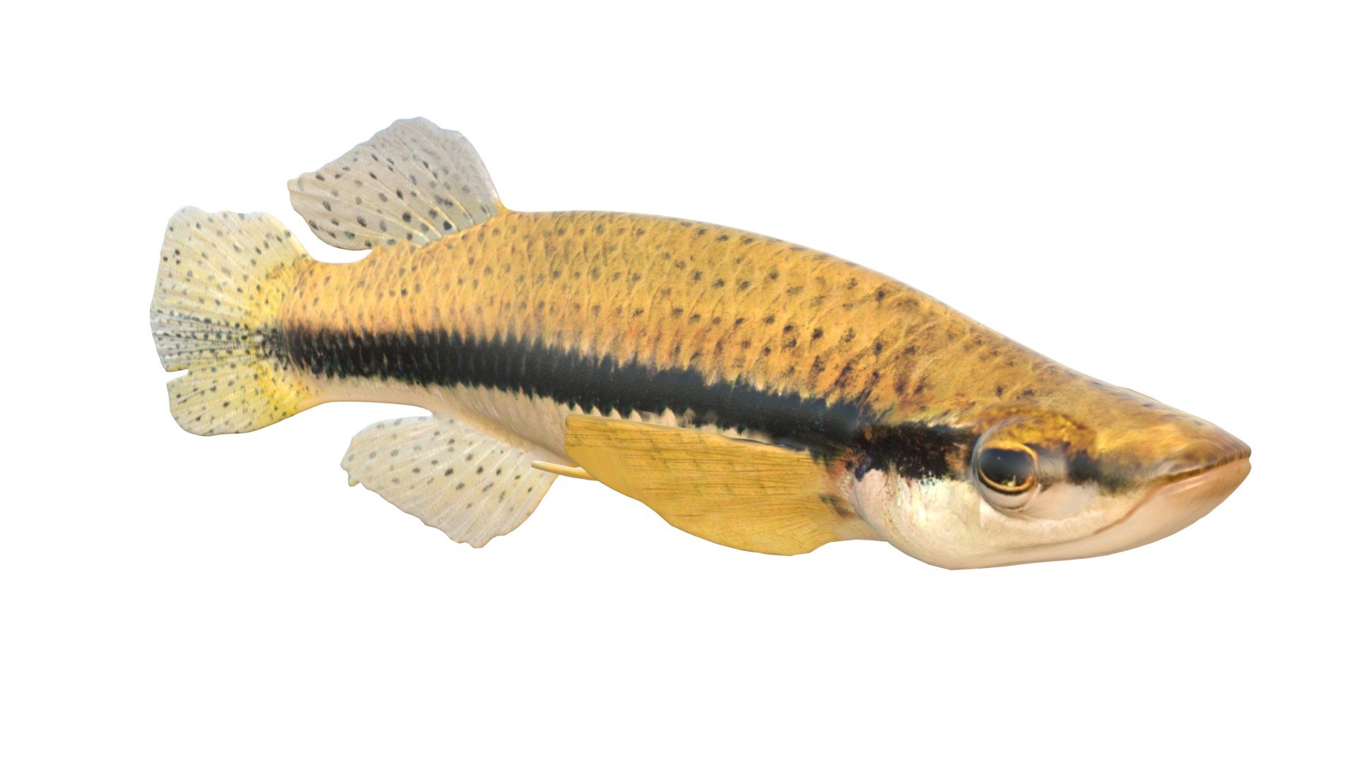 3D Blackspotted Topminnow fish model https://p.turbosquid.com/ts-thumb/0F/R1Kprw/pW/4/jpg/1767713374/1920x1080/fit_q87/b34dfa1db46bcebff8624baca4ac3a2449b4cb23/4.jpg
