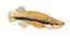 Poisson Topminnow à taches noires