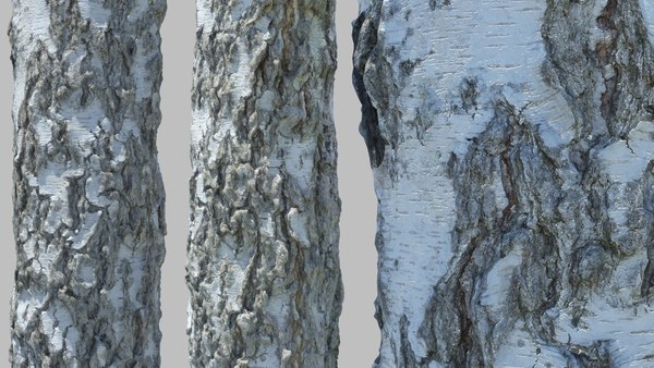 birch tree scan 3D