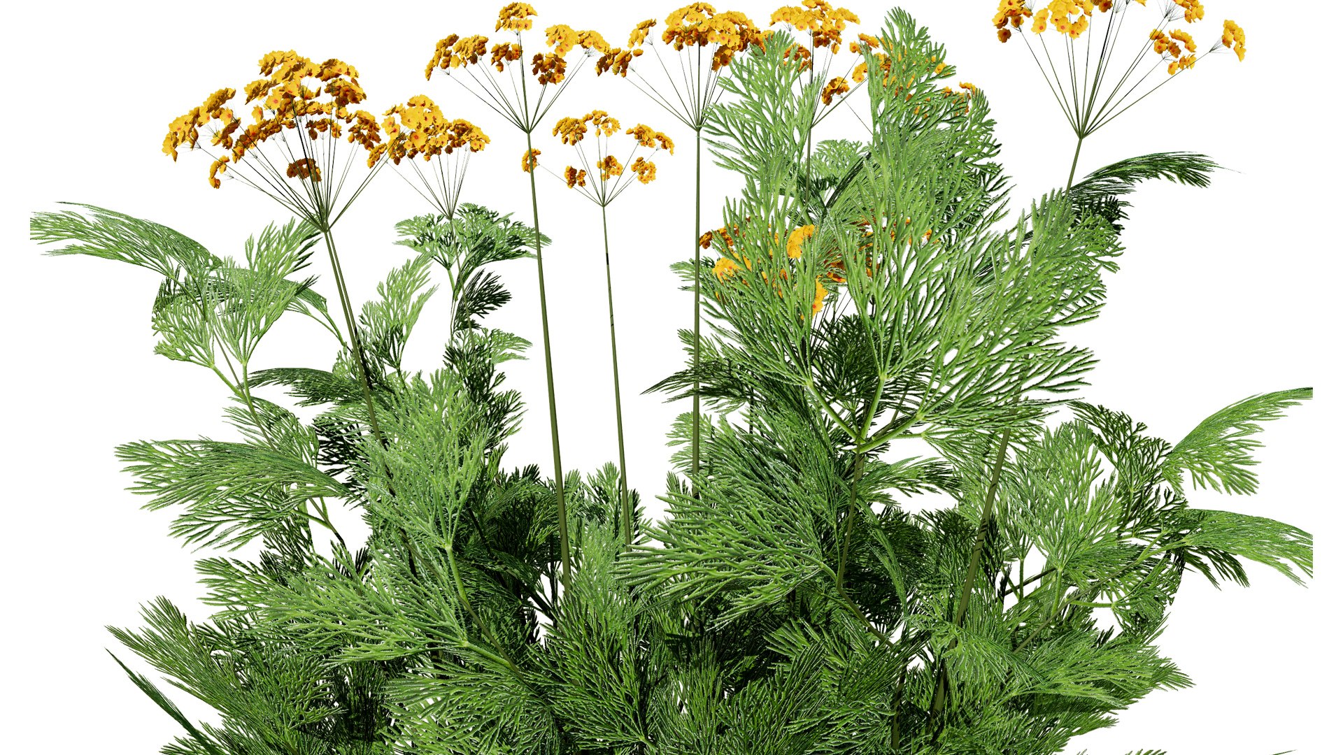3D Fresh Veggies 3D Collection model https://p.turbosquid.com/ts-thumb/0F/eHl9zm/E9/dillleavesplantwithsomeflowers2l/jpg/1752442932/1920x1080/fit_q87/0a30255423644d2aca2832bd990b8025710fff3f/dillleavesplantwithsomeflowers2l.jpg
