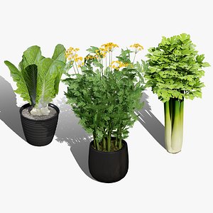 3D Fresh Veggies 3D Collection model