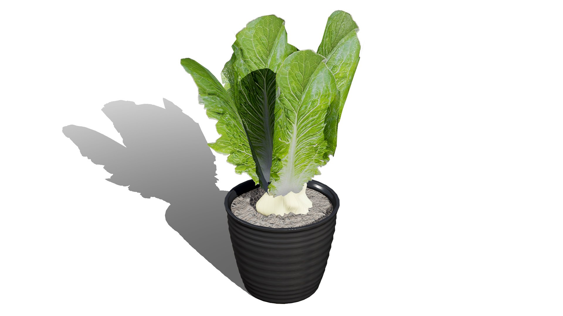 3D Fresh Veggies 3D Collection model https://p.turbosquid.com/ts-thumb/0F/eHl9zm/Rf/02romainelettuce00l/jpg/1752442929/1920x1080/fit_q87/a4c2e9381cb219120a226c9df2380663fd884a3f/02romainelettuce00l.jpg