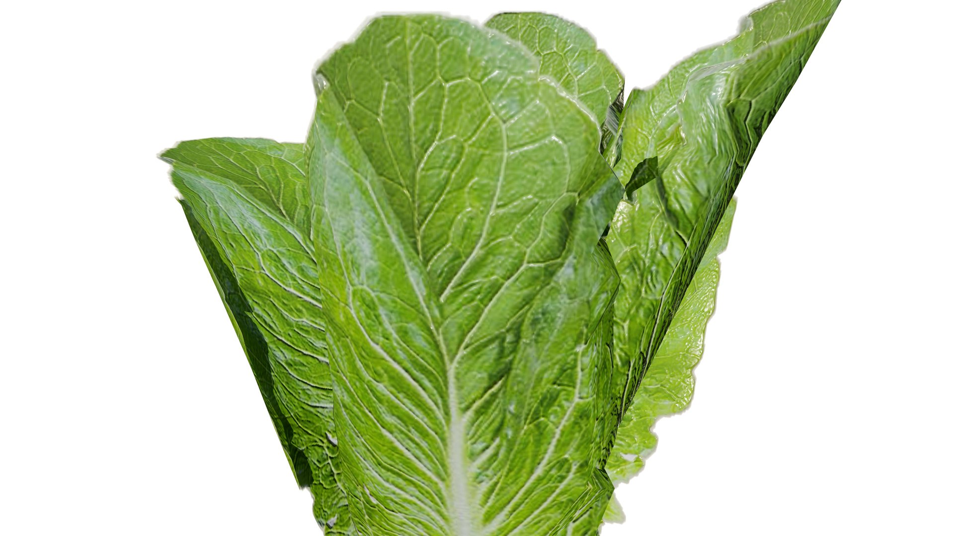 3D Fresh Veggies 3D Collection model https://p.turbosquid.com/ts-thumb/0F/eHl9zm/bP/02romainelettuce2l/jpg/1752442930/1920x1080/fit_q87/3cbc609a461952821f8525a83b8d6f172a1a8336/02romainelettuce2l.jpg