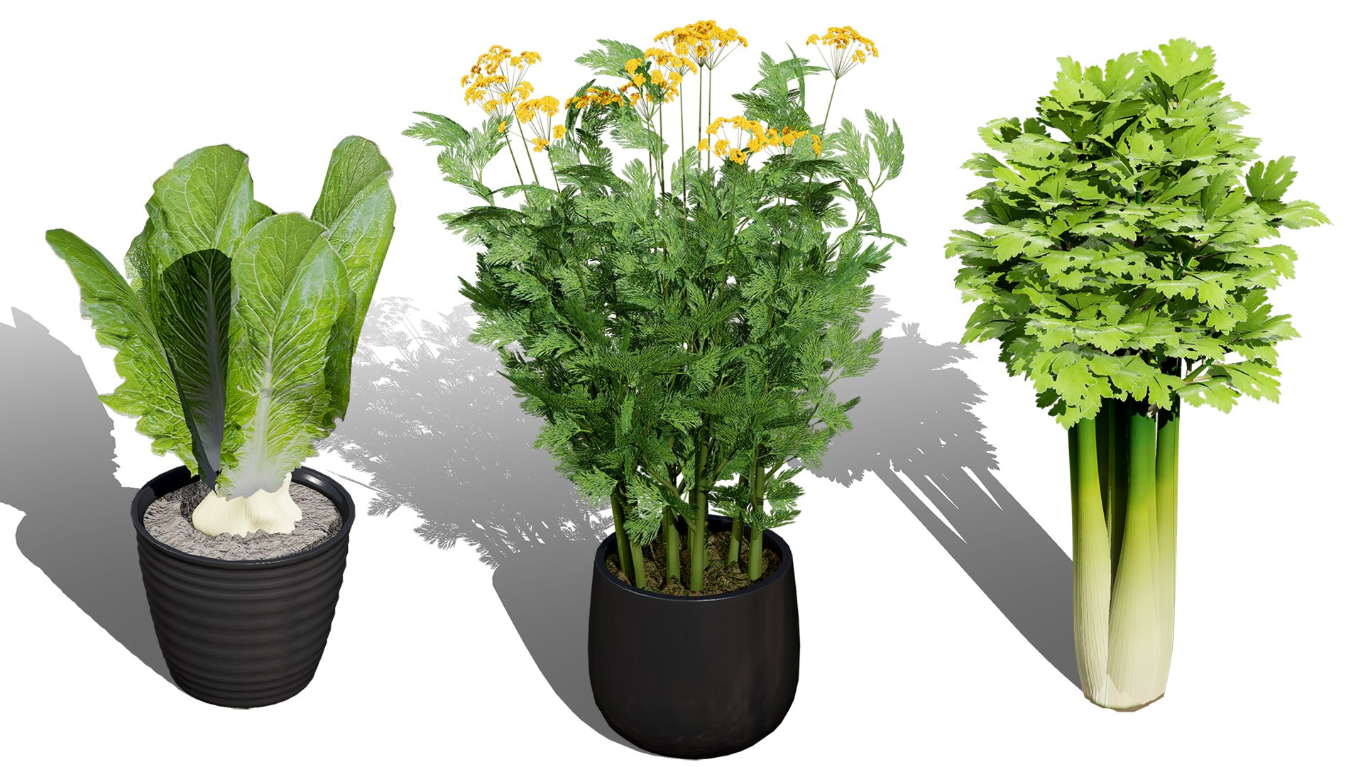 3D Fresh Veggies 3D Collection model https://p.turbosquid.com/ts-thumb/0F/eHl9zm/lR/00artcoverceleryplant00/jpg/1752442930/1920x1080/fit_q87/b65d4034f3b749b43b7f93d9d02eeebe279e47f1/00artcoverceleryplant00.jpg