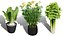Fresh Veggies 3D Collection