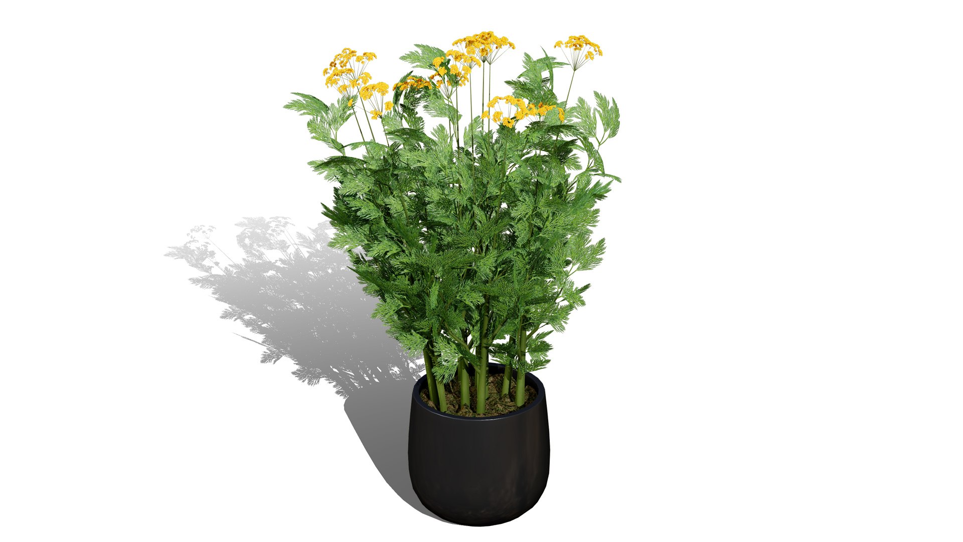 3D Fresh Veggies 3D Collection model https://p.turbosquid.com/ts-thumb/0F/eHl9zm/nU/dillleavesplantwithsomeflowers00l/jpg/1752442932/1920x1080/fit_q87/c33f7644f406f88d18121304f98a1da9da3a04e6/dillleavesplantwithsomeflowers00l.jpg