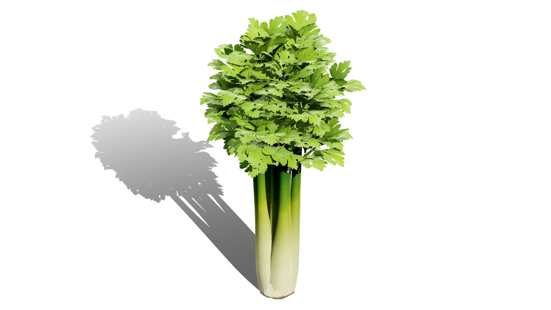3D Fresh Veggies 3D Collection model https://p.turbosquid.com/ts-thumb/0F/eHl9zm/wx/01celeryplant00l/jpg/1752442927/1920x1080/fit_q87/d327703311bb4af5233a21a13f723f2581bc190d/01celeryplant00l.jpg