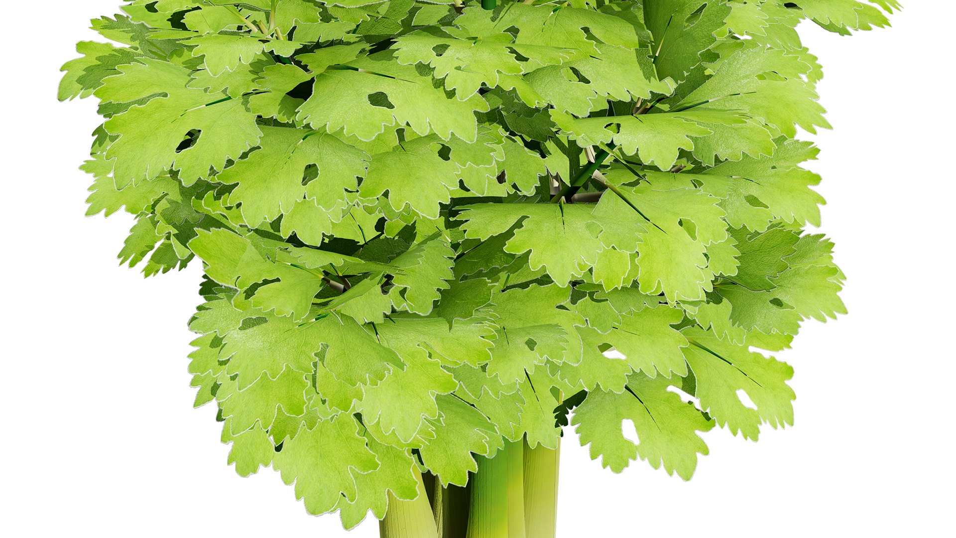3D Fresh Veggies 3D Collection model https://p.turbosquid.com/ts-thumb/0F/eHl9zm/zs/01celeryplantz12l/jpg/1752442929/1920x1080/fit_q87/7e694aa69a54f38bb23b22610c6dcfd9eabe0653/01celeryplantz12l.jpg