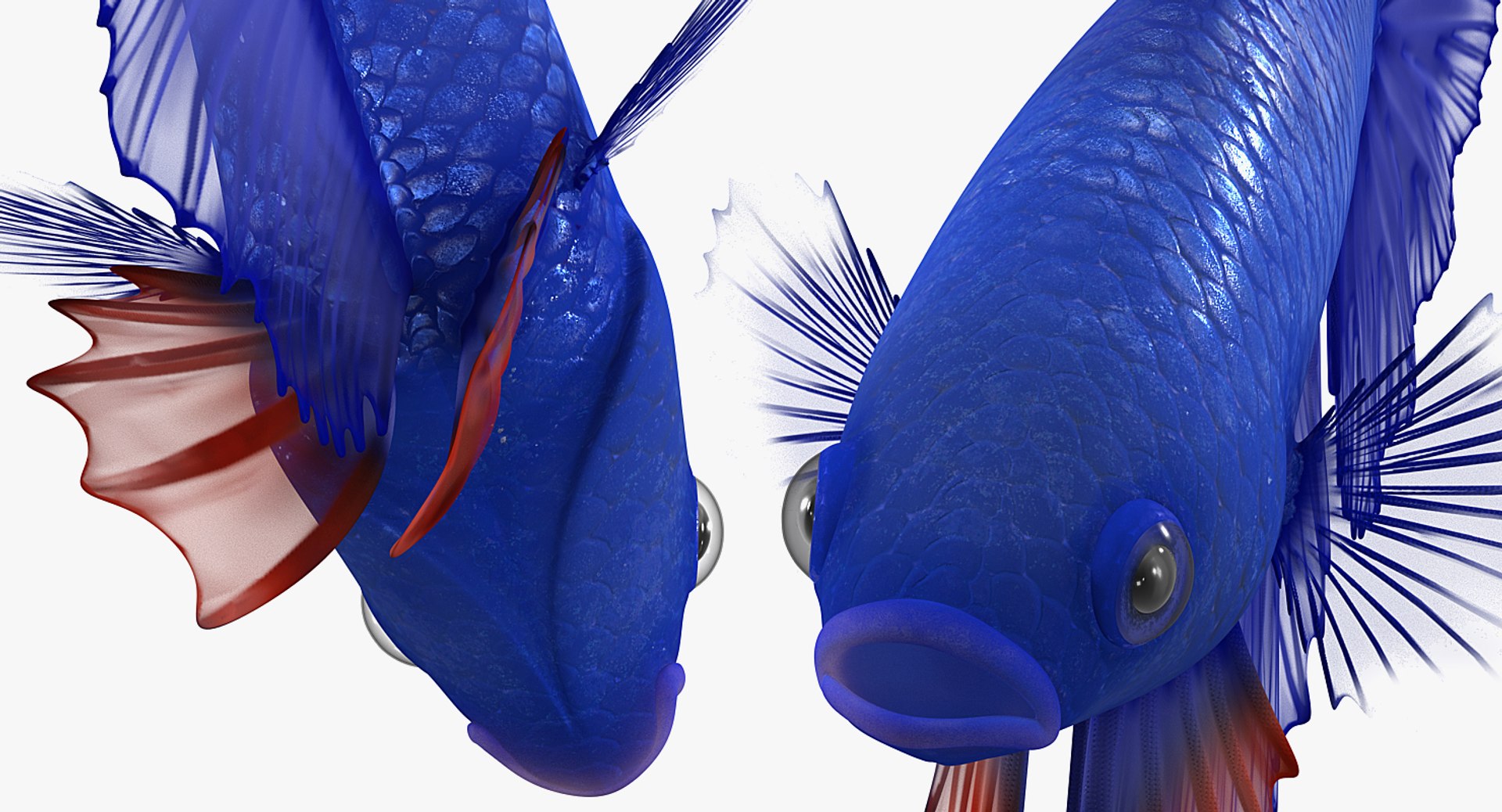 blue betta fish rigged 3D model https://p.turbosquid.com/ts-thumb/0F/enMbGE/8zcTcSXH/bluebettafishriggedc4dmodel012/jpg/1515339094/1920x1080/fit_q87/20466b5c1f9ce31a91199899d9c734d8ae99ca96/bluebettafishriggedc4dmodel012.jpg