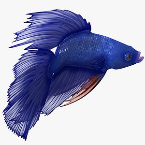 blue betta fish rigged 3D model