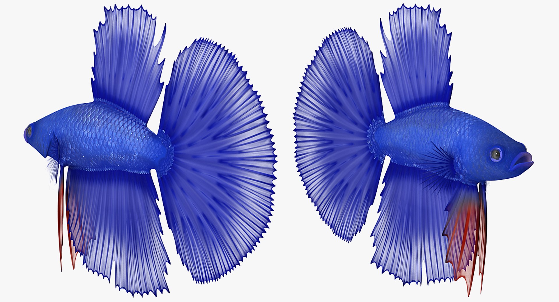 blue betta fish rigged 3D model https://p.turbosquid.com/ts-thumb/0F/enMbGE/aOZS6jqq/bluebettafishriggedc4dmodel002/jpg/1515339093/1920x1080/fit_q87/06a5fdfa8b7d5cd17503aa549a281d946f9aac72/bluebettafishriggedc4dmodel002.jpg
