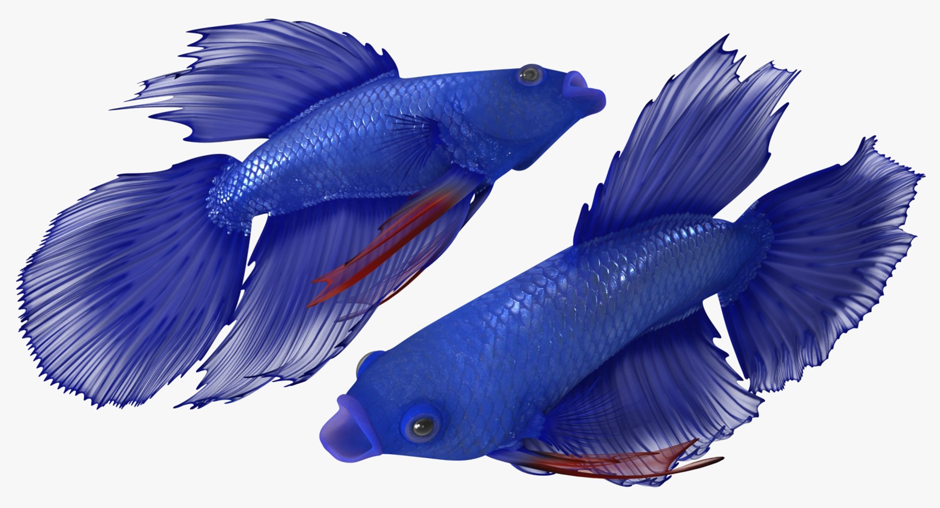 blue betta fish rigged 3D model https://p.turbosquid.com/ts-thumb/0F/enMbGE/huMIApdY/bluebettafishriggedc4dmodel006/jpg/1515339093/1920x1080/fit_q87/9bd071d8456c35511ada6f372950f59cc416d152/bluebettafishriggedc4dmodel006.jpg