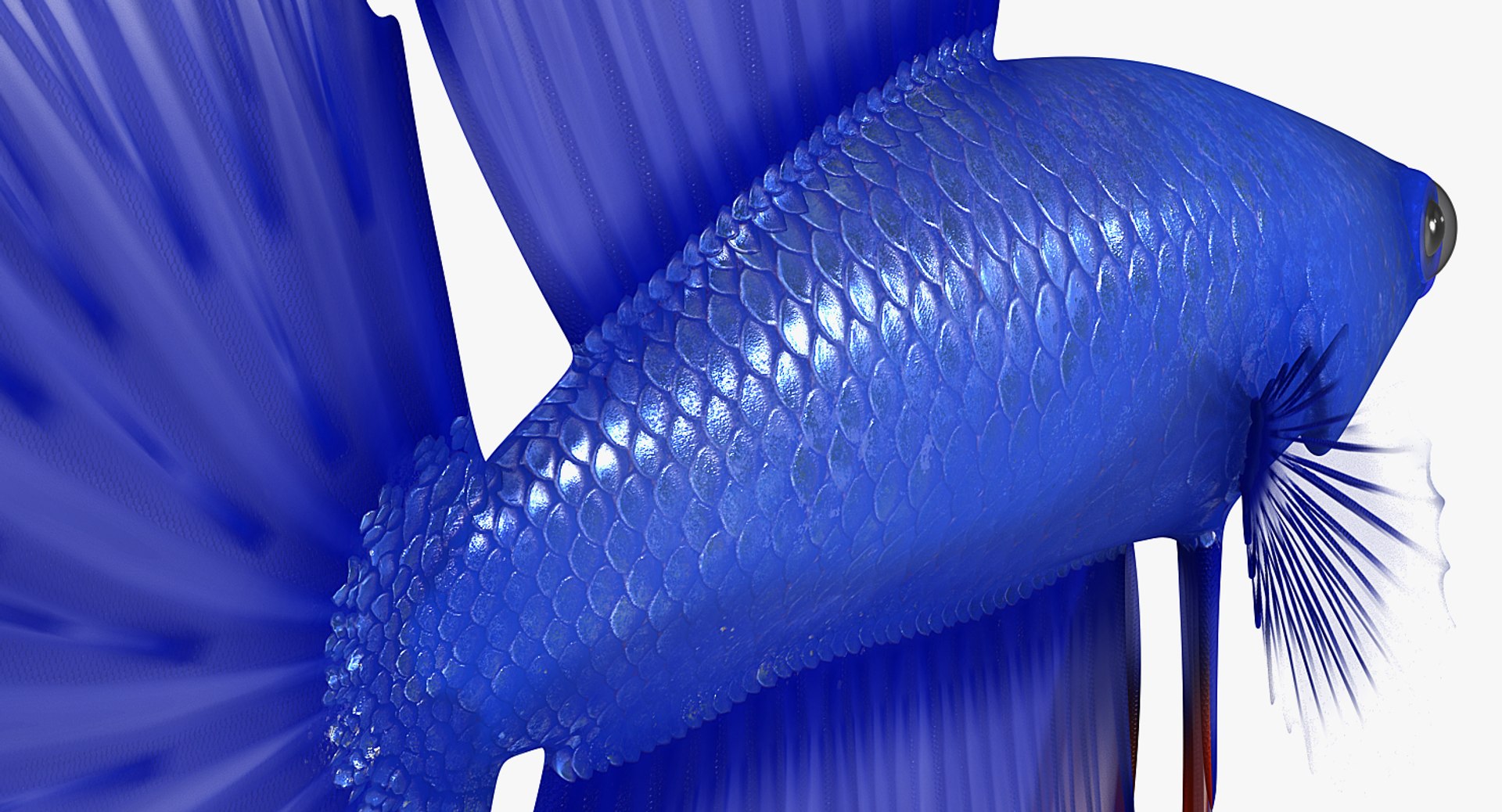 blue betta fish rigged 3D model https://p.turbosquid.com/ts-thumb/0F/enMbGE/ij0lpO3H/bluebettafishriggedc4dmodel011/jpg/1515339094/1920x1080/fit_q87/89ce30e92616e3ba176b1ae0dc39b8c3f8bf0230/bluebettafishriggedc4dmodel011.jpg