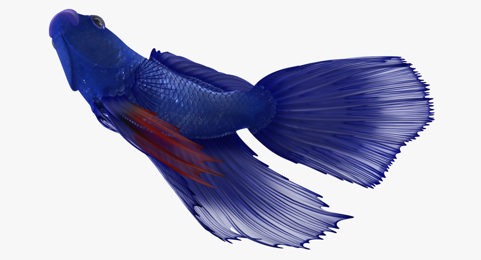 blue betta fish rigged 3D model https://p.turbosquid.com/ts-thumb/0F/enMbGE/plj6idZx/bluebettafishriggedc4dmodel007/jpg/1515339093/1920x1080/fit_q87/ea3cfed40a7d3d88ce5ec65a9cbba99338a05763/bluebettafishriggedc4dmodel007.jpg