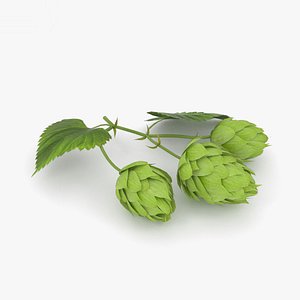 3D model hops plant