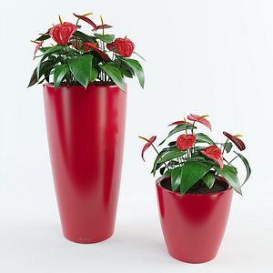 anthurium pots 2 3d max