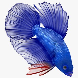 Blue Crowntail Betta Fish Diving Animated Rigged for Maya 3D