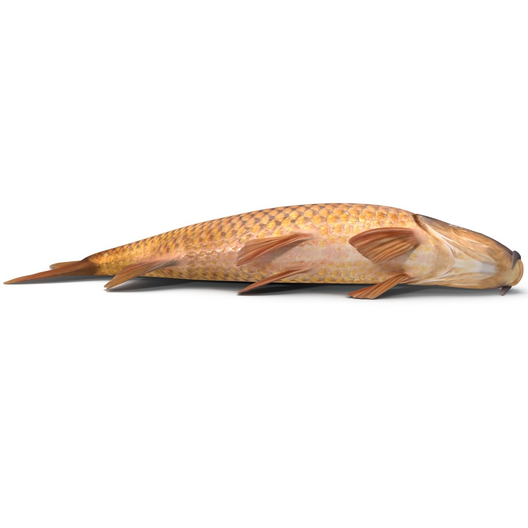 carp fish max https://p.turbosquid.com/ts-thumb/0F/u5k5Ru/65LV5tlW/carpfish_23/jpg/1402737229/1920x1080/fit_q87/161d585f2a89e891a9378b5b77dbc3ac7db431e1/carpfish_23.jpg