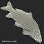 Carp Fish