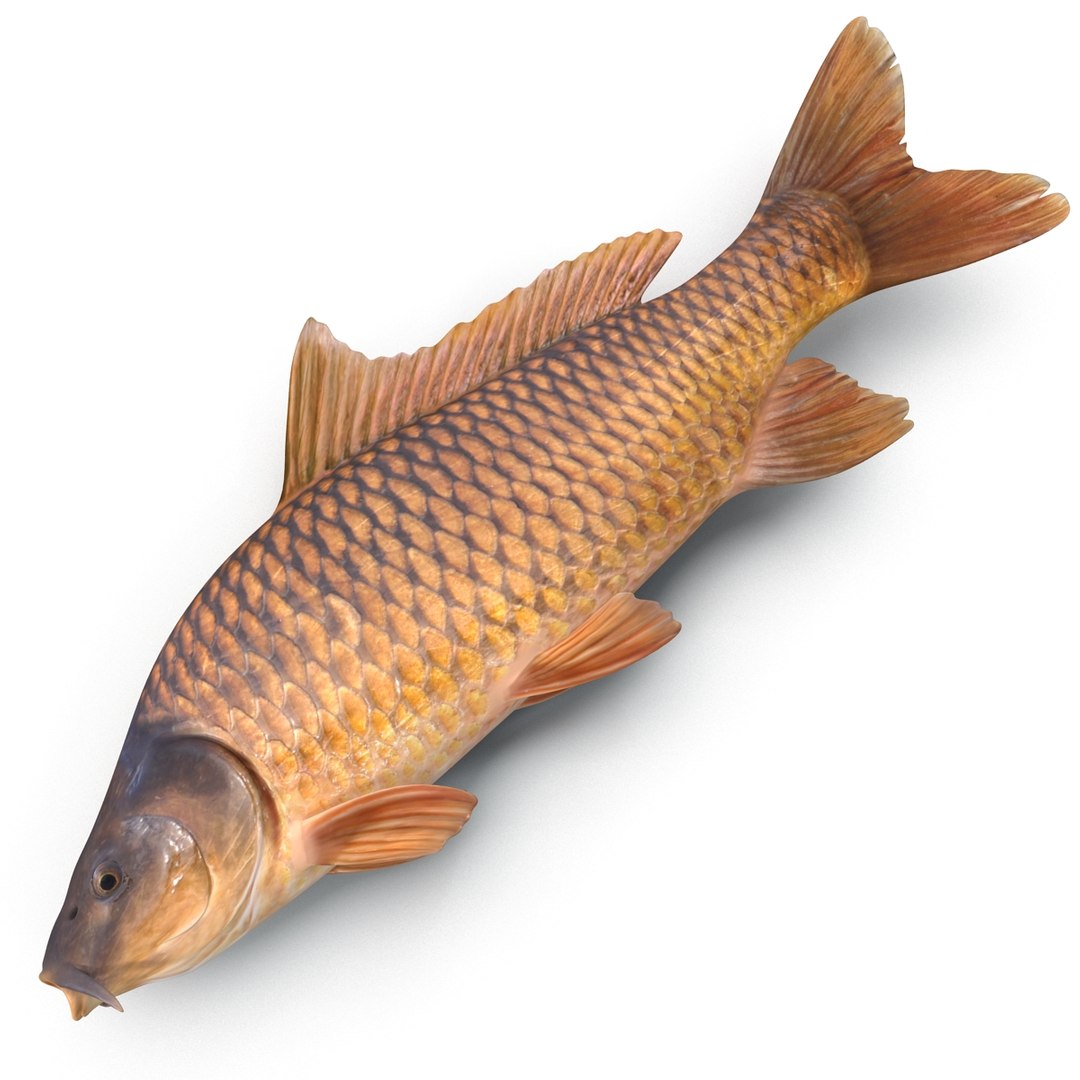 carp fish max https://p.turbosquid.com/ts-thumb/0F/u5k5Ru/BDMkcHeV/carpfish_20/jpg/1402737221/1920x1080/fit_q87/d8e1fe2b4a0fb6bc283eda5e04c491178d568124/carpfish_20.jpg
