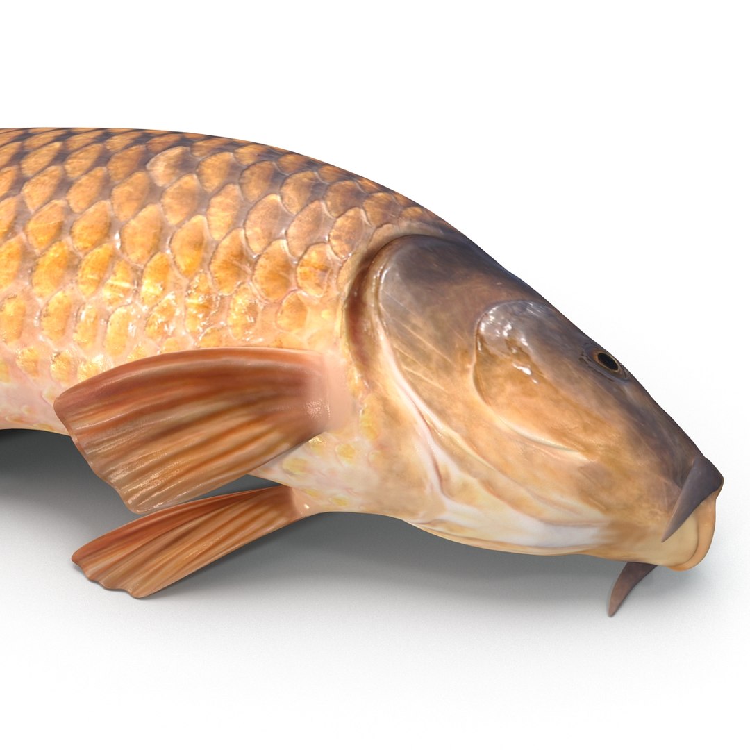 carp fish max https://p.turbosquid.com/ts-thumb/0F/u5k5Ru/D4EY2Hkr/carpfish_12/jpg/1402737206/1920x1080/fit_q87/05e57e3c3d0adaffb9957abc38a172f6ece7aa5d/carpfish_12.jpg