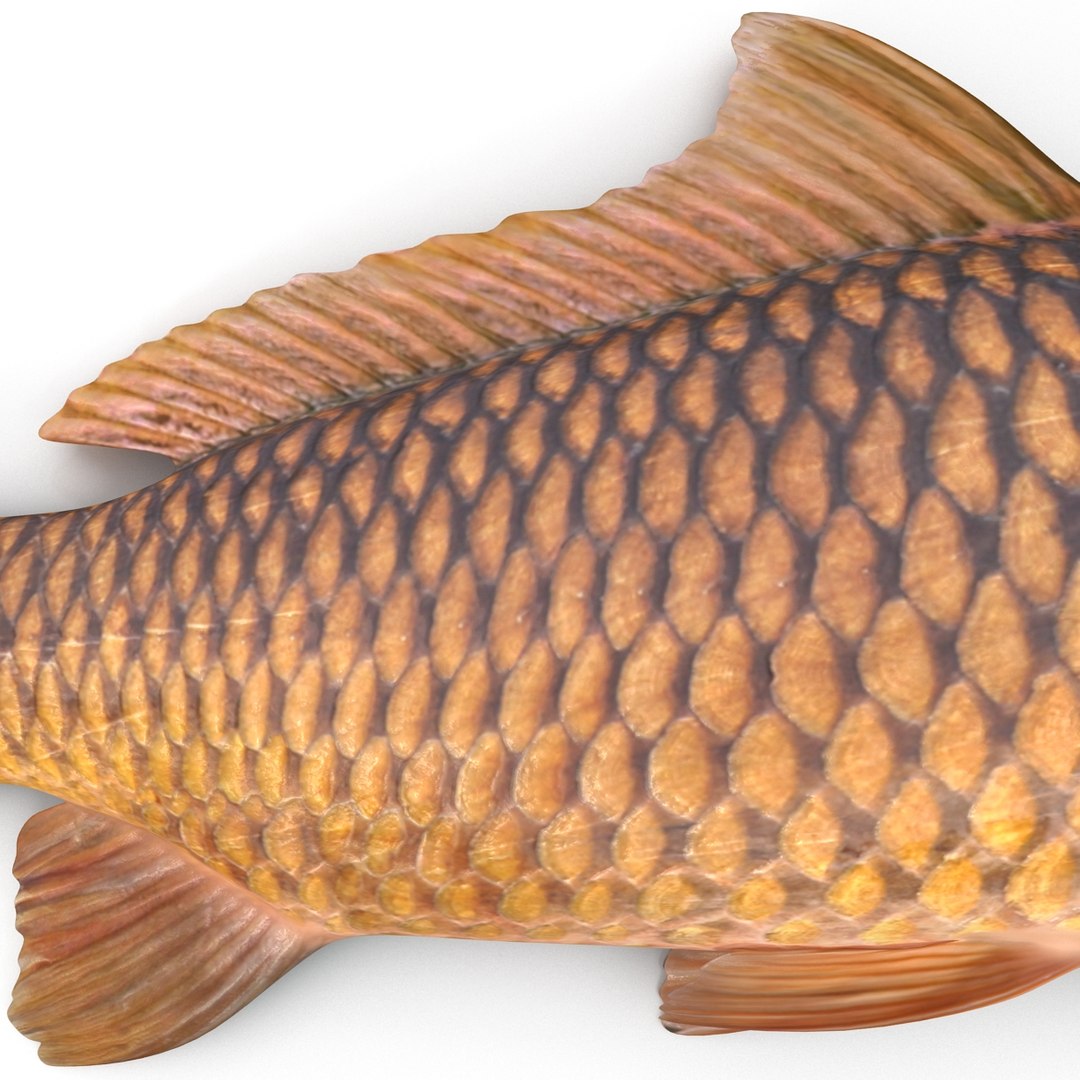 carp fish max https://p.turbosquid.com/ts-thumb/0F/u5k5Ru/EyBNkwhB/carpfish_9/jpg/1402737204/1920x1080/fit_q87/08673c20abff1c508dfdbae25fecb1a51f866c8b/carpfish_9.jpg