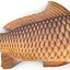 Carp Fish