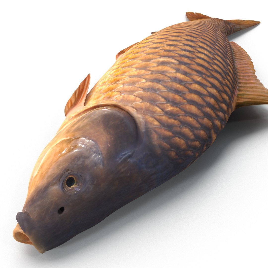carp fish max https://p.turbosquid.com/ts-thumb/0F/u5k5Ru/JHHxM55Y/carpfish_17/jpg/1402737219/1920x1080/fit_q87/a381de8155f41109405d1bbc089e368ab1ba276e/carpfish_17.jpg