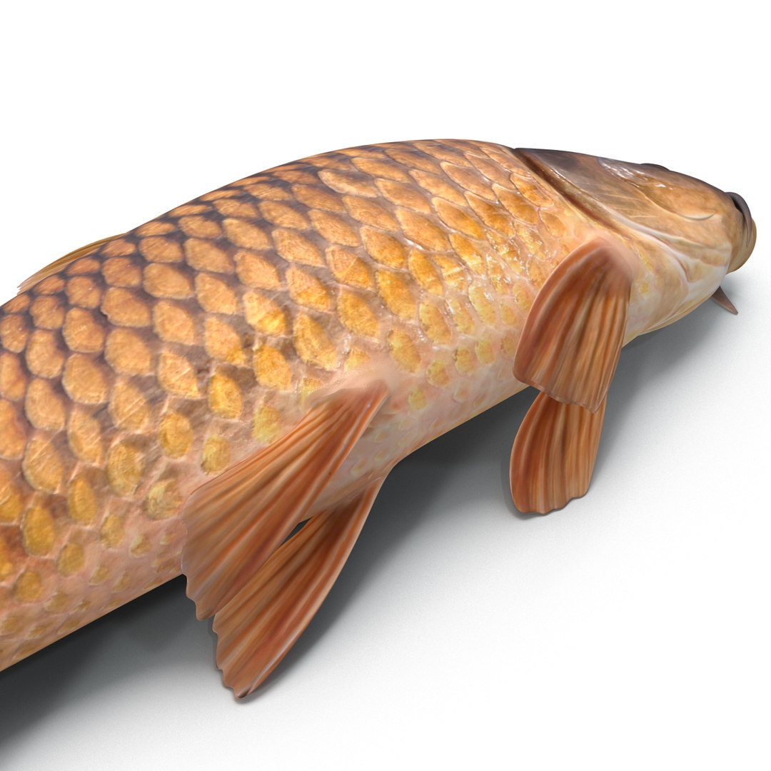 carp fish max https://p.turbosquid.com/ts-thumb/0F/u5k5Ru/JKABruO8/carpfish_13/jpg/1402737212/1920x1080/fit_q87/bd2c4aac13967e7398b9d1729c2aa295bd27fa28/carpfish_13.jpg