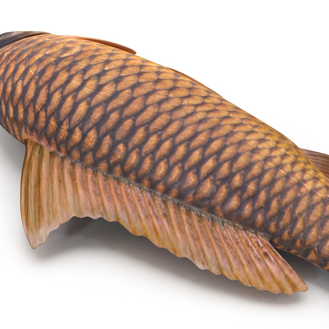 carp fish max https://p.turbosquid.com/ts-thumb/0F/u5k5Ru/R8ZujxYv/carpfish_15/jpg/1402737212/1920x1080/fit_q87/f3f43b2b812db2473104f8968ea17d2c7e5562d6/carpfish_15.jpg