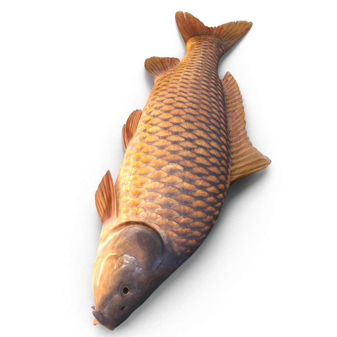 carp fish max https://p.turbosquid.com/ts-thumb/0F/u5k5Ru/RNI5aHHL/carpfish_16/jpg/1402737213/1920x1080/fit_q87/365580c54794049d594ad4d67ebcbf69c81afba5/carpfish_16.jpg