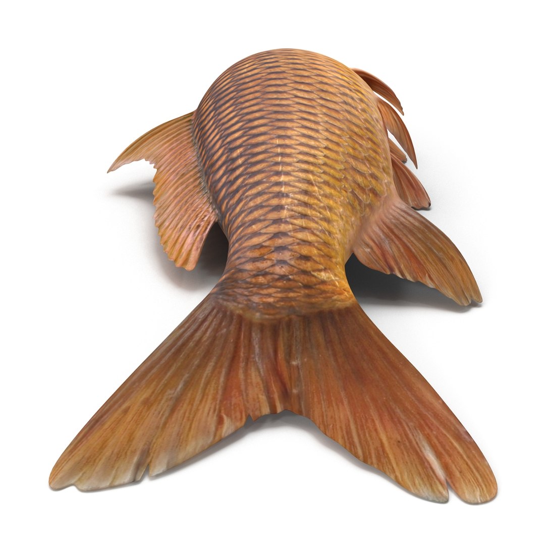 carp fish max https://p.turbosquid.com/ts-thumb/0F/u5k5Ru/TQDbpXmS/carpfish_19/jpg/1402737219/1920x1080/fit_q87/c8e392d10ef0f1d8f4b5d823c0f633da0acc568f/carpfish_19.jpg