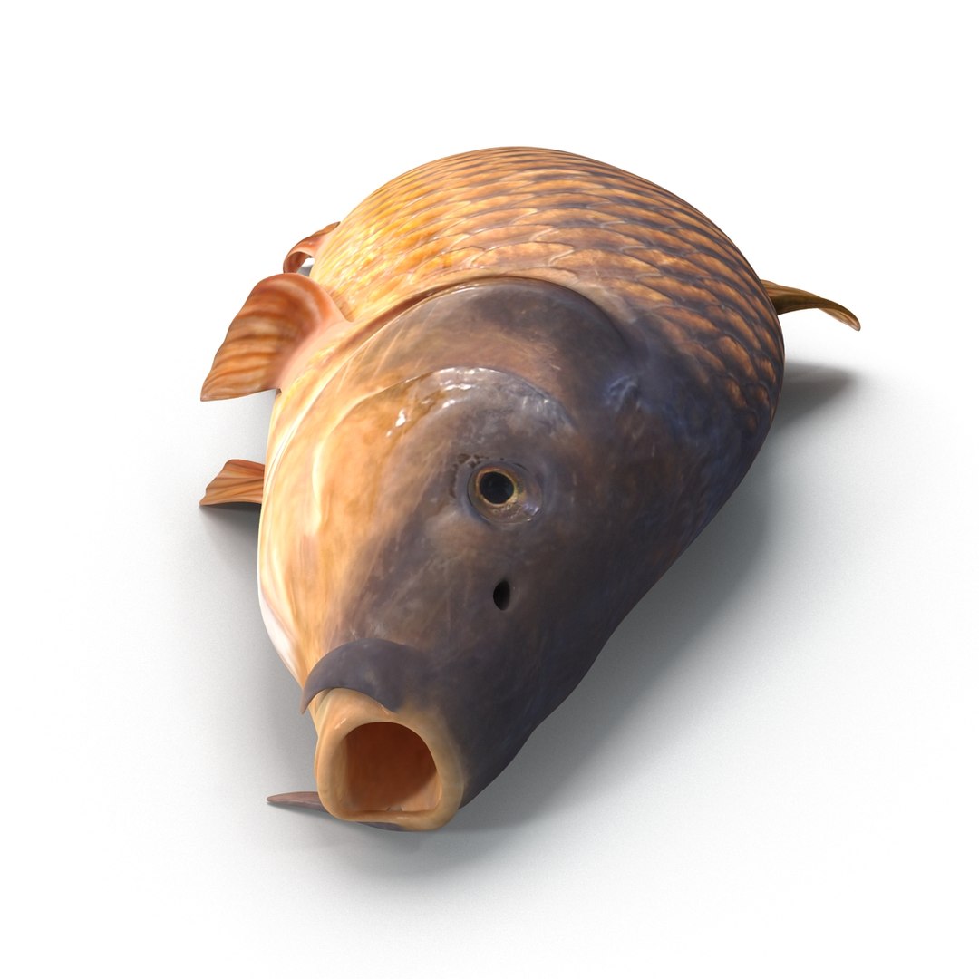 carp fish max https://p.turbosquid.com/ts-thumb/0F/u5k5Ru/Z8Q0x3Su/carpfish_18/jpg/1402737204/1920x1080/fit_q87/803b69bc6c411827ab1fd785d060df6f0ff1f94c/carpfish_18.jpg