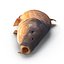 Carp Fish