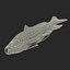 Carp Fish